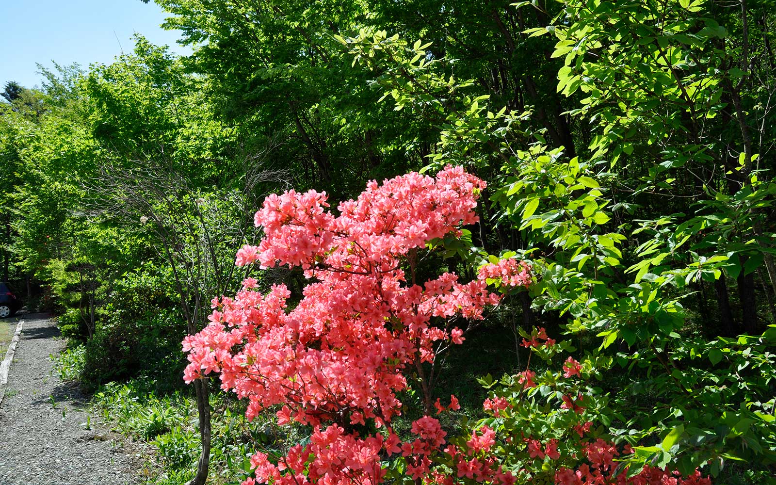 四季折々の花が綺麗です。