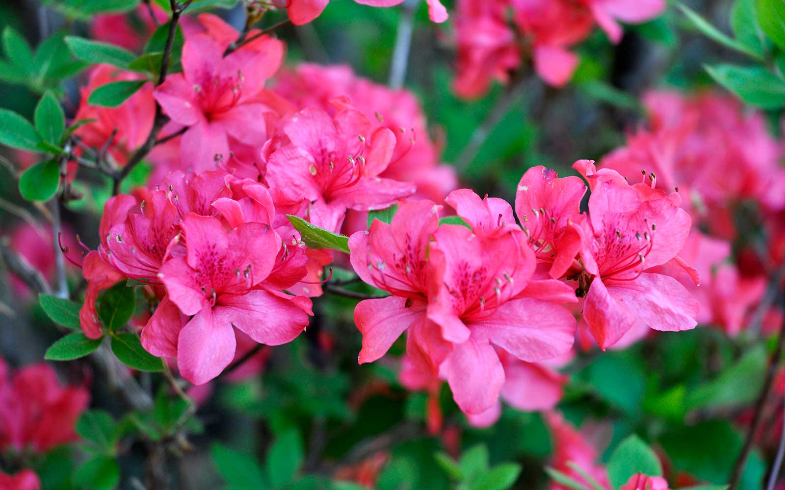 四季折々の花が綺麗です。